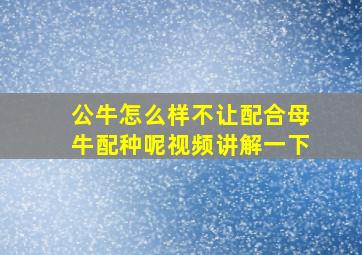 公牛怎么样不让配合母牛配种呢视频讲解一下