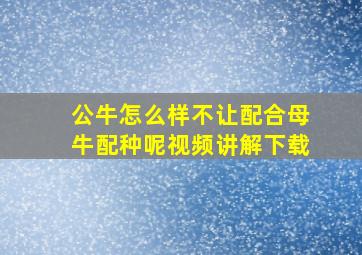 公牛怎么样不让配合母牛配种呢视频讲解下载