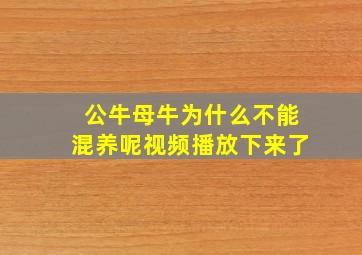 公牛母牛为什么不能混养呢视频播放下来了