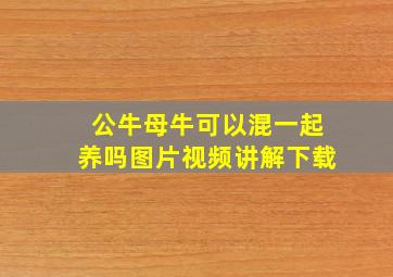 公牛母牛可以混一起养吗图片视频讲解下载