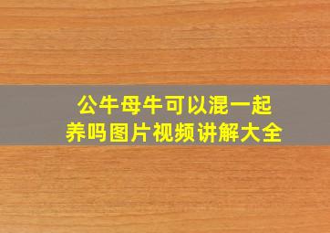 公牛母牛可以混一起养吗图片视频讲解大全