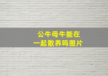 公牛母牛能在一起散养吗图片