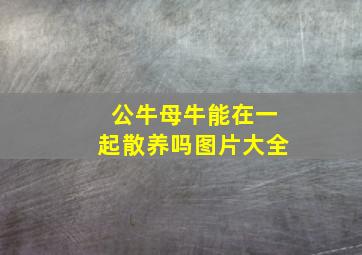 公牛母牛能在一起散养吗图片大全