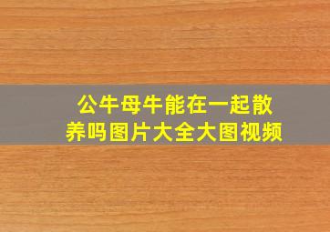 公牛母牛能在一起散养吗图片大全大图视频