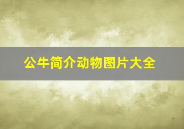 公牛简介动物图片大全