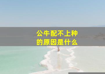 公牛配不上种的原因是什么