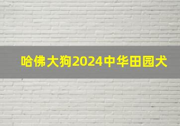 哈佛大狗2024中华田园犬