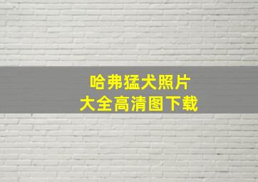 哈弗猛犬照片大全高清图下载