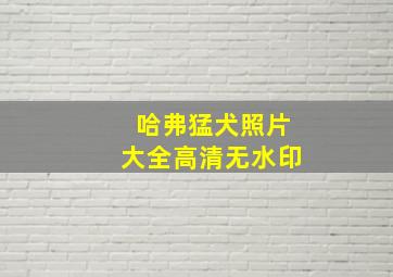 哈弗猛犬照片大全高清无水印