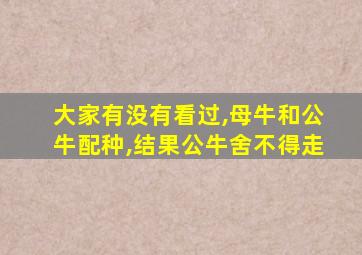 大家有没有看过,母牛和公牛配种,结果公牛舍不得走