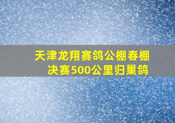 天津龙翔赛鸽公棚春棚决赛500公里归巢鸽