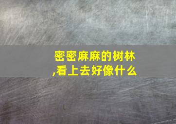 密密麻麻的树林,看上去好像什么