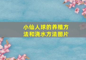 小仙人球的养殖方法和浇水方法图片