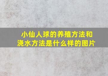 小仙人球的养殖方法和浇水方法是什么样的图片