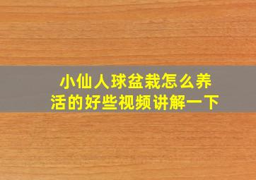 小仙人球盆栽怎么养活的好些视频讲解一下