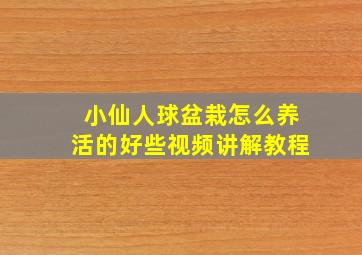 小仙人球盆栽怎么养活的好些视频讲解教程