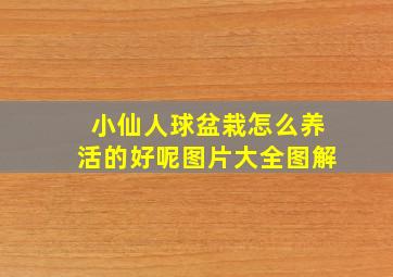 小仙人球盆栽怎么养活的好呢图片大全图解