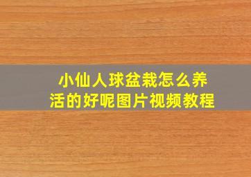 小仙人球盆栽怎么养活的好呢图片视频教程