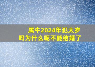 属牛2024年犯太岁吗为什么呢不能结婚了