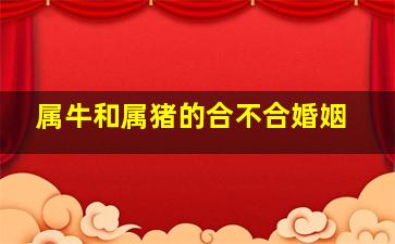 属牛和属猪的合不合婚姻