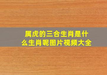 属虎的三合生肖是什么生肖呢图片视频大全