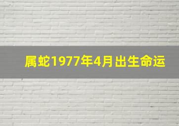 属蛇1977年4月出生命运