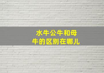 水牛公牛和母牛的区别在哪儿