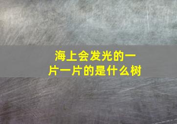 海上会发光的一片一片的是什么树