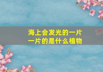 海上会发光的一片一片的是什么植物