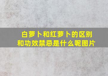 白萝卜和红萝卜的区别和功效禁忌是什么呢图片