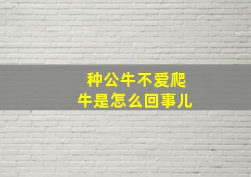 种公牛不爱爬牛是怎么回事儿