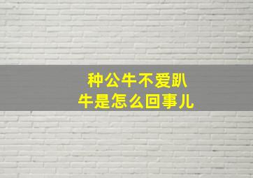 种公牛不爱趴牛是怎么回事儿