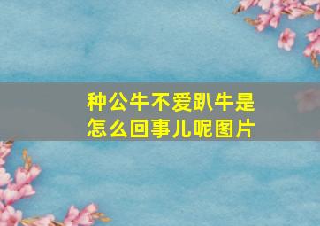 种公牛不爱趴牛是怎么回事儿呢图片