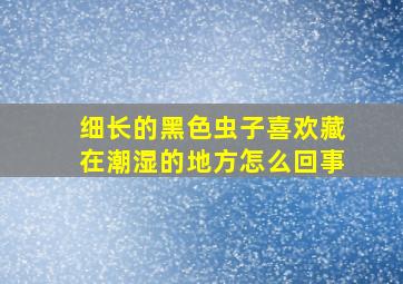 细长的黑色虫子喜欢藏在潮湿的地方怎么回事