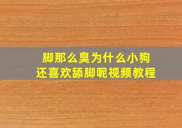 脚那么臭为什么小狗还喜欢舔脚呢视频教程