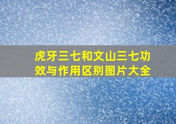 虎牙三七和文山三七功效与作用区别图片大全