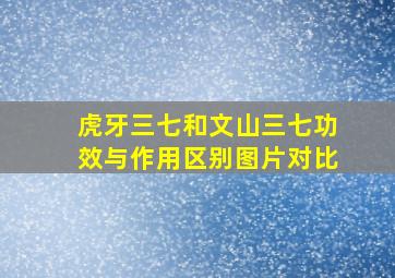 虎牙三七和文山三七功效与作用区别图片对比