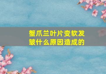 蟹爪兰叶片变软发皱什么原因造成的