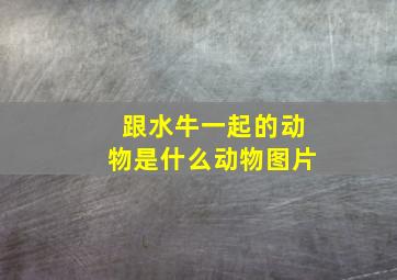 跟水牛一起的动物是什么动物图片