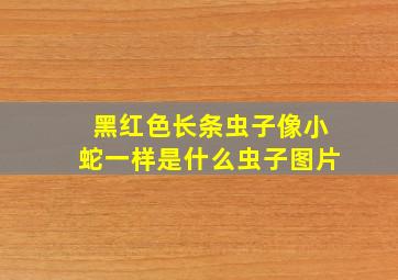 黑红色长条虫子像小蛇一样是什么虫子图片